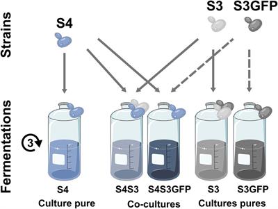 Expanding the diversity of Chardonnay aroma through the metabolic interactions of Saccharomyces cerevisiae cocultures